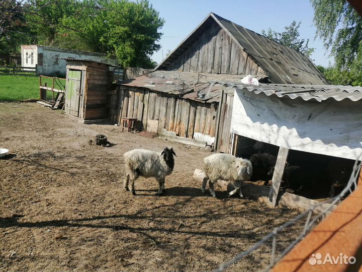 Овцы бараны ягнята