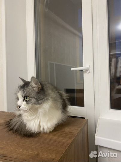 Кошка в добрые руки