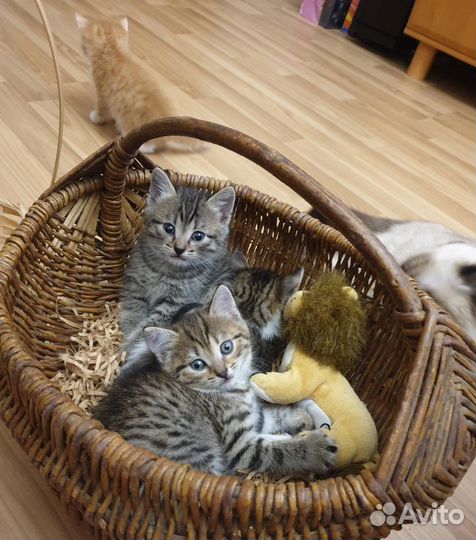 Котята в добрые руки