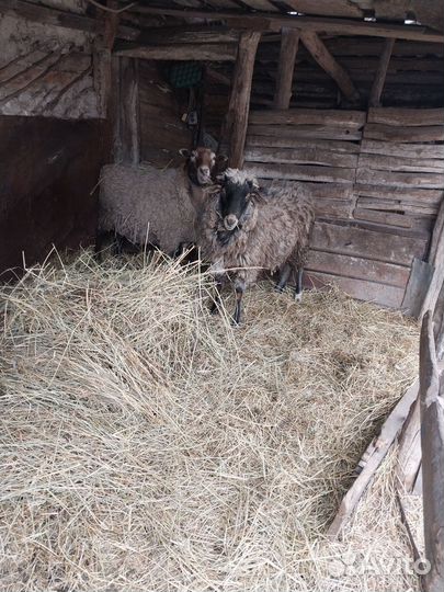 Продам баранов