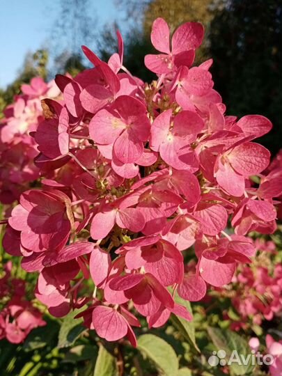 Гортензия метельчатая черенки