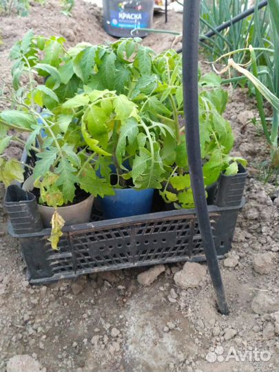 Рассада помидор