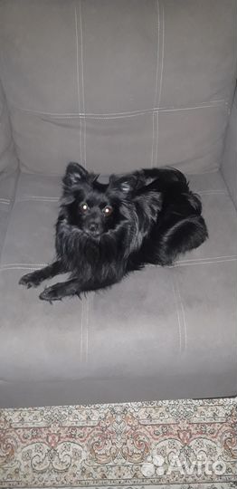 Щенки немецкого шпица