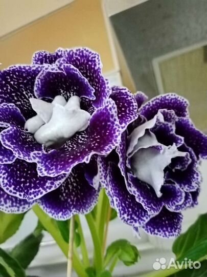 Глоксиния махровая