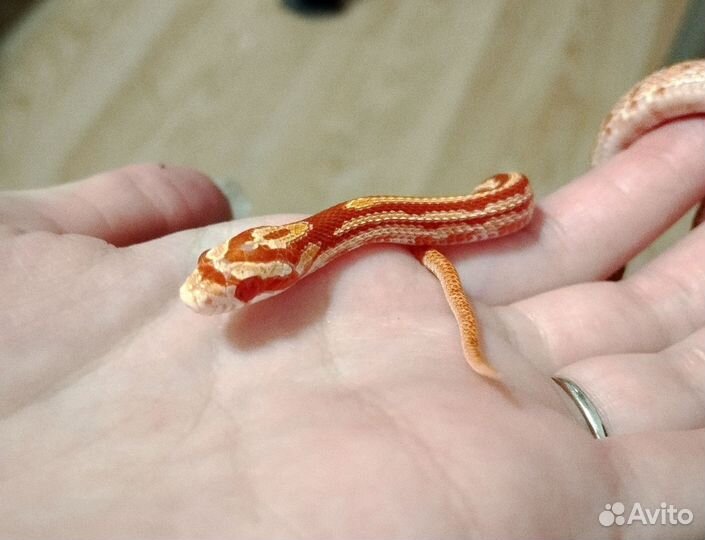 Змея маисовый полоз