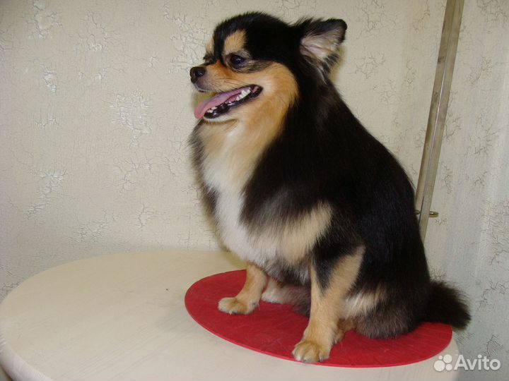 Стрижка собак