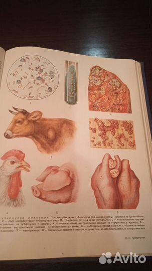 Ветеринарный энциклопедический словарь