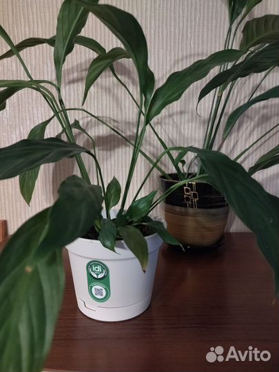 Спатифиллум