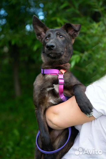 Щенок в добрые руки бесплатно