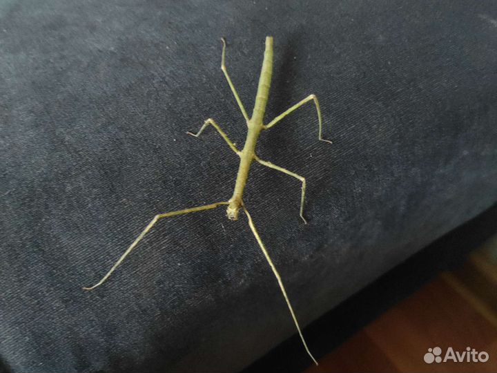 Анамский палочник