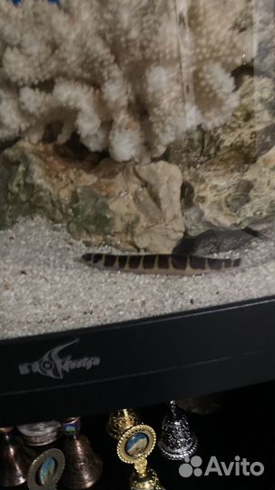 Продаю аквариум со всеми рыбками и оборудованием