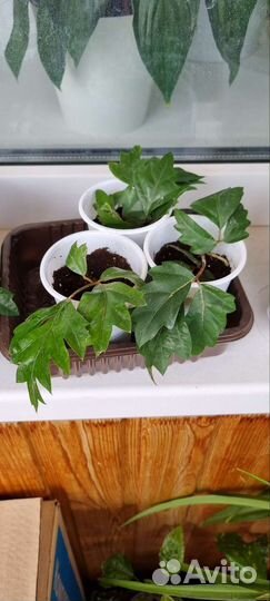 Циссус березка