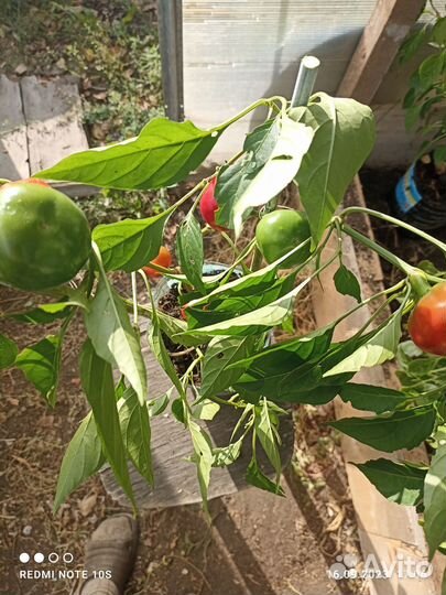 Острый перец в горшке