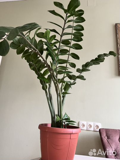 Замиокулькас