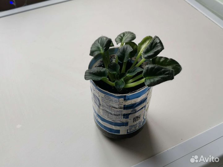 Домашние цветы