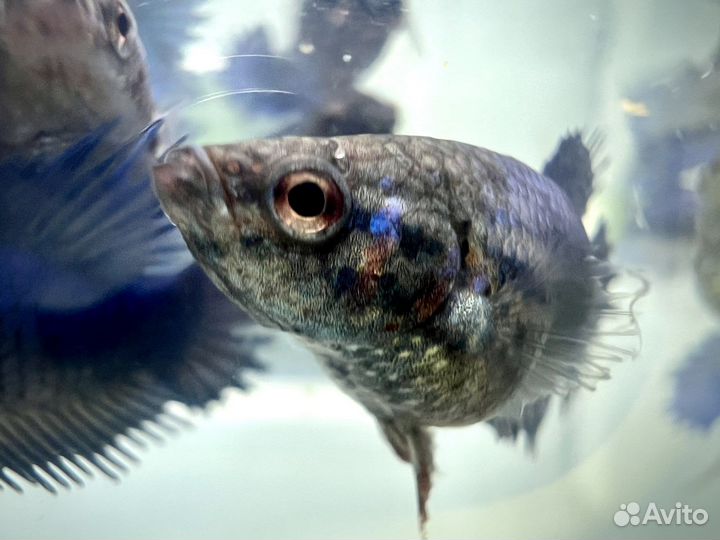 Рыбка петушок