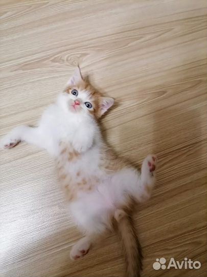 Котята мама британка
