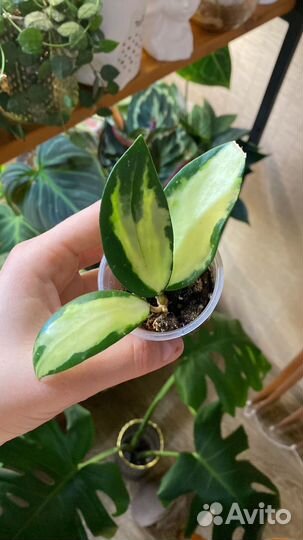 Хойя вертициллата