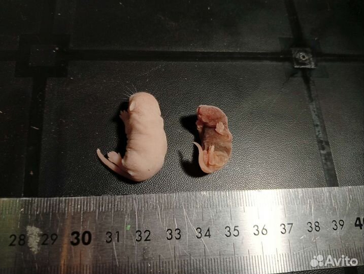 Кормовые мыши голыши заморозка