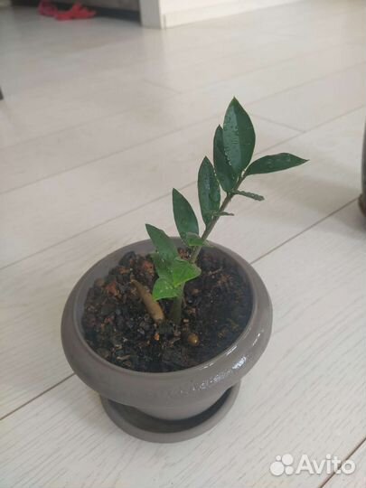 Замиокулькас