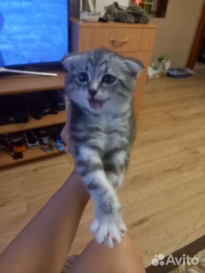 Шотландские вислоухие котята мраморные