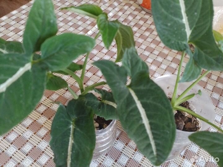 Бегония,Эпипремнум