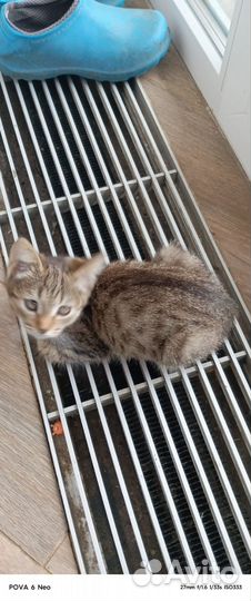 Котята в добрые руки бесплатно мальчик