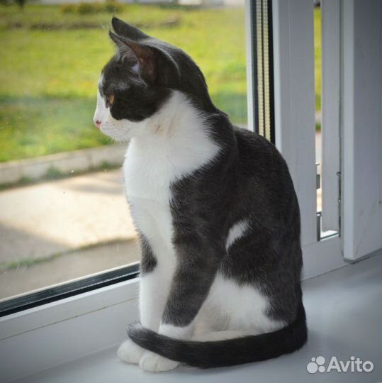 Кот мышелов