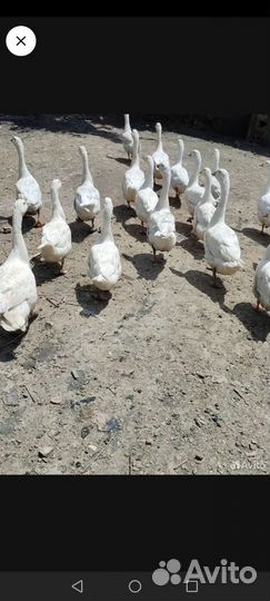 Холмогорские гуси