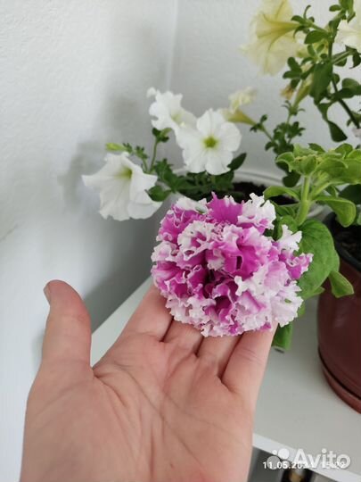 Петунья ампельная