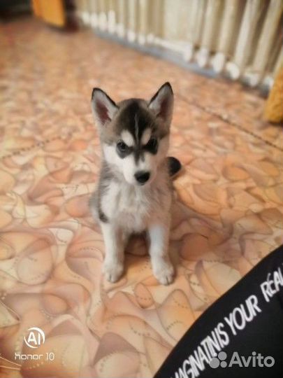 Сибирский хаски