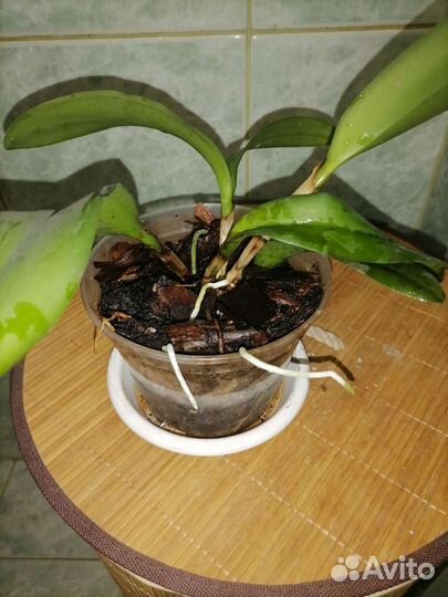 Орхидея каттлея