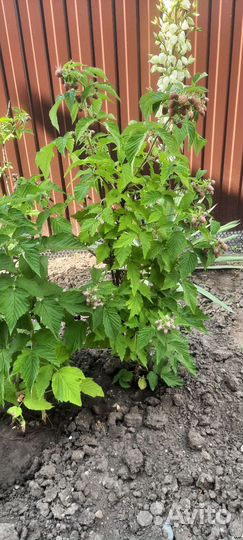 Малиновое дерево