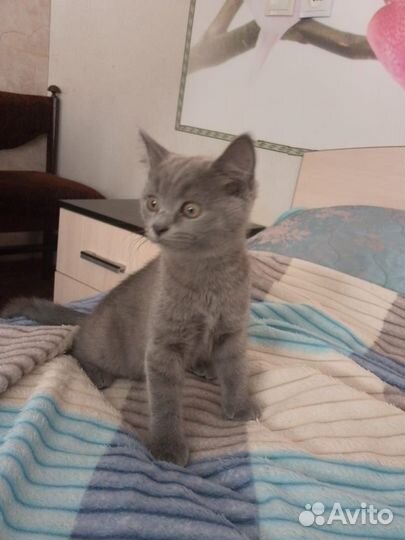 Кошечка помесь британец с шотландкой