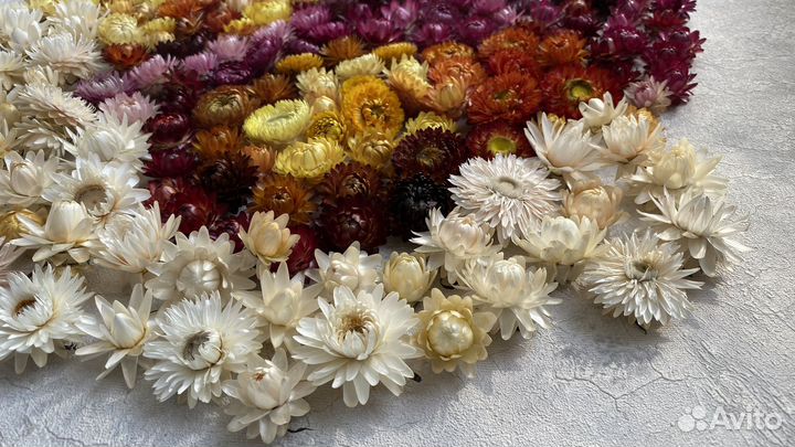 Гелихризум сухоцвет бессмертник