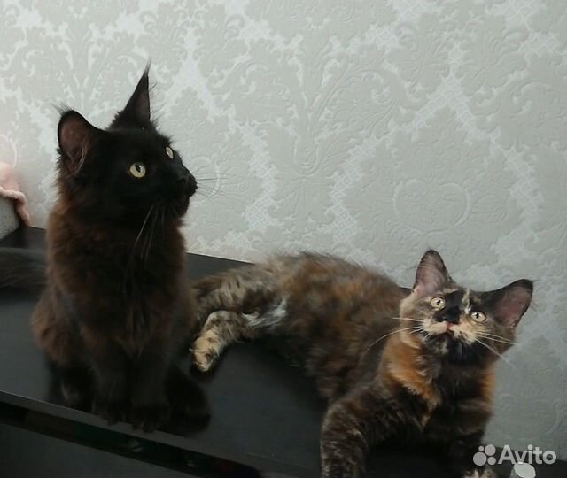 Котята мейн-кун
