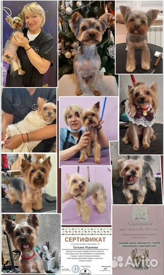 Стрижка собак. Груминг. Грумер для хвостиков