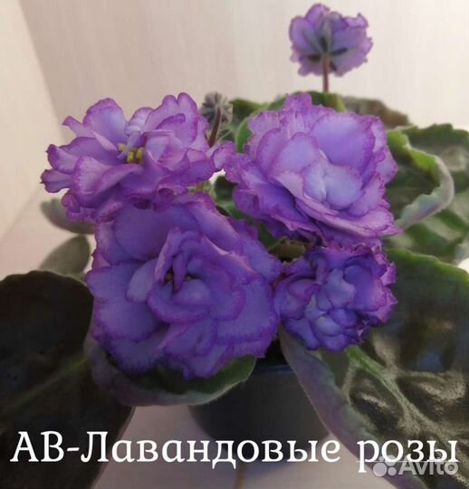 Детки фиалок, лист на срез