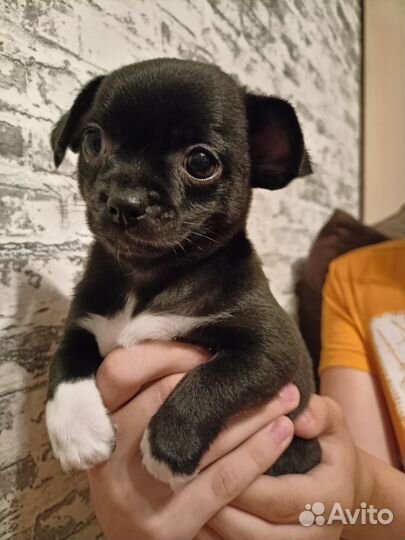 Щенки чихуахуа