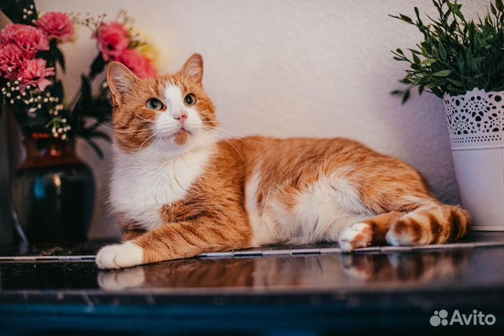 Кошки