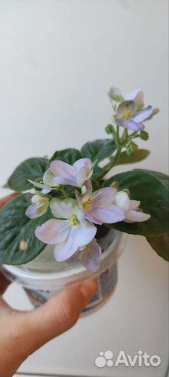 Сортовые фиалки