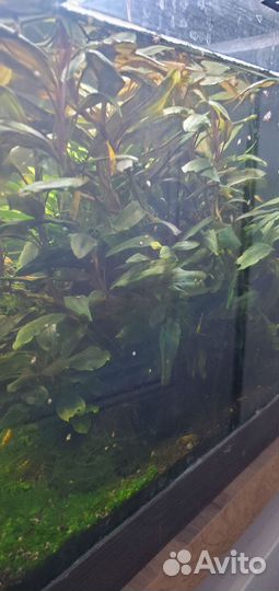 Буцефаландра