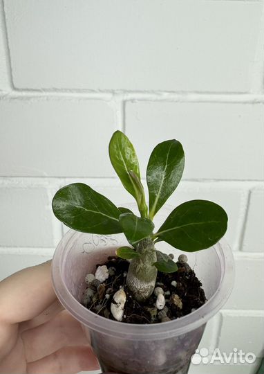 Растения цветы комнатные