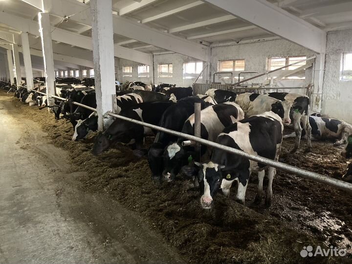 Быки на мясо живым весом