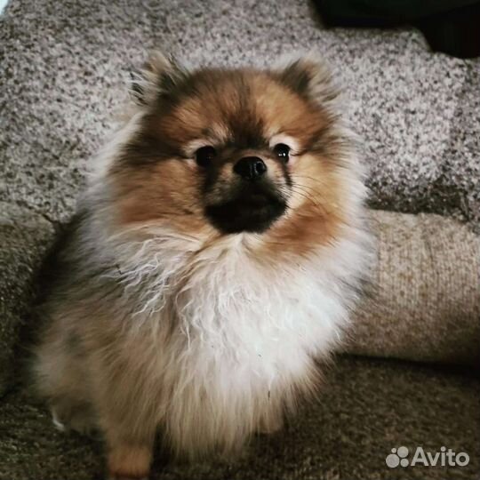 Вязка малый немецкий шпиц