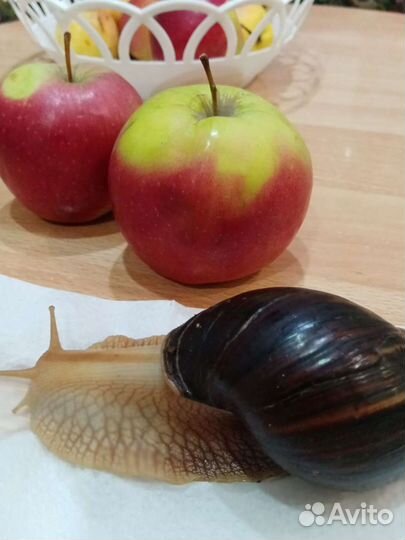 Улитки ахатины