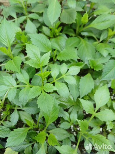 Георгины вегетативные