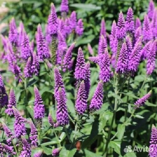 Многолетние растения для сада