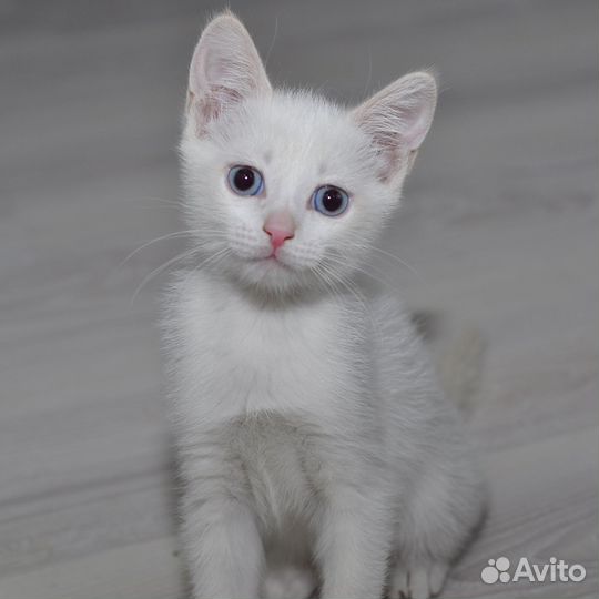 Котятки в добрые руки