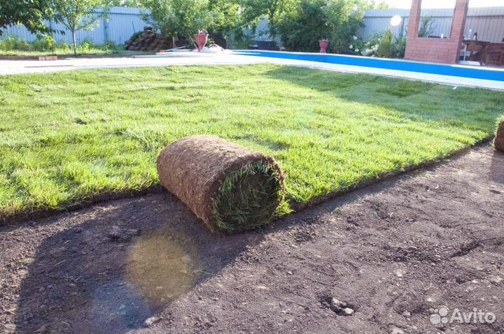 Озеленение (рулонный газон), газон под ключ